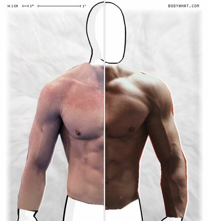 Torso Comparison