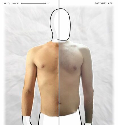 Torso Comparison