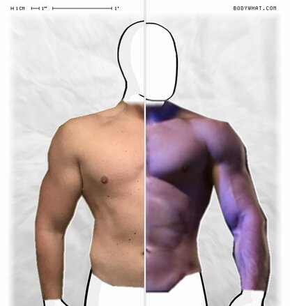 Torso Comparison