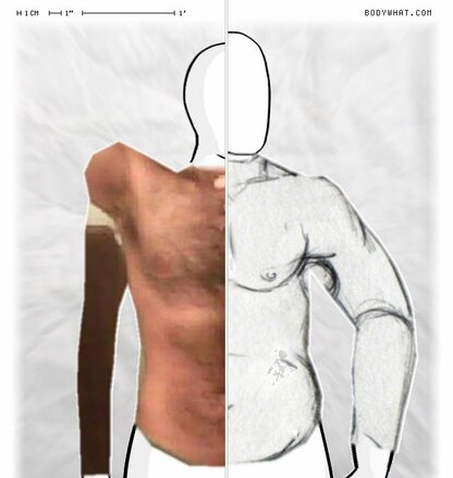 Torso Comparison