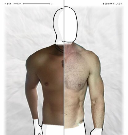 Torso Comparison