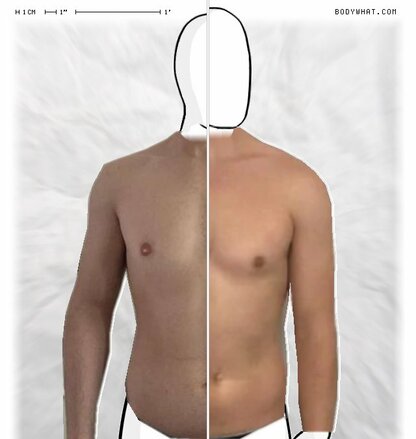 Torso Comparison