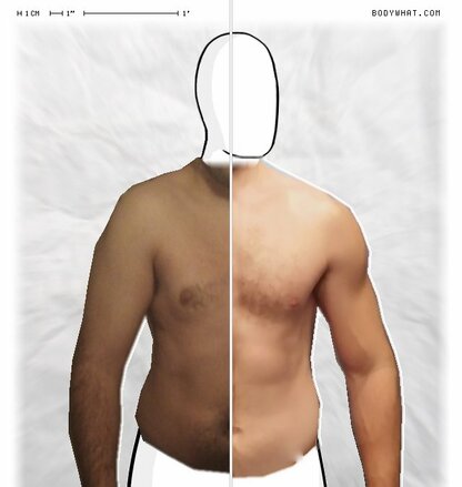 Torso Comparison