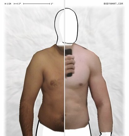 Torso Comparison