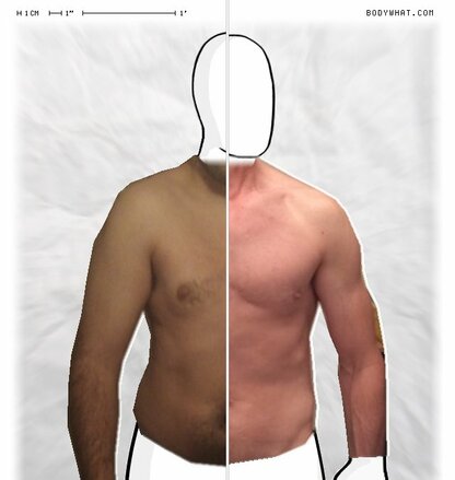 Torso Comparison