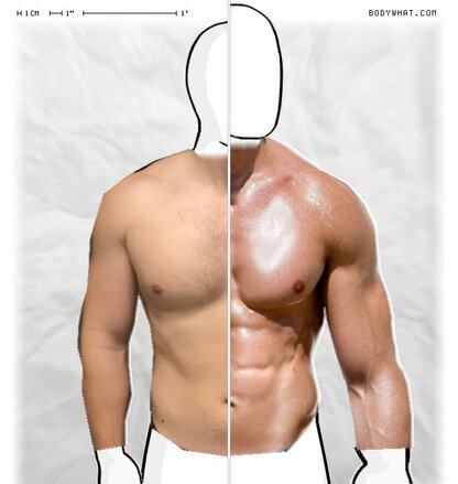 Torso Comparison