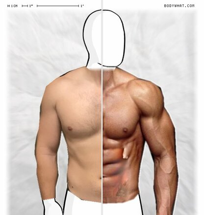 Torso Comparison