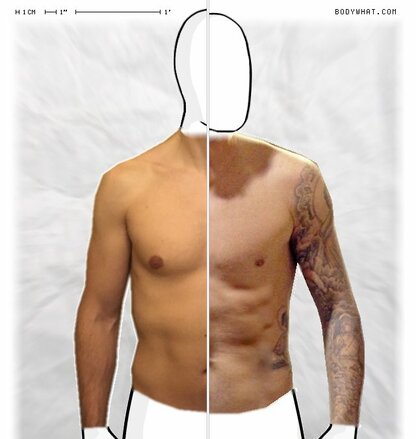 Torso Comparison