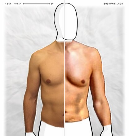 Torso Comparison