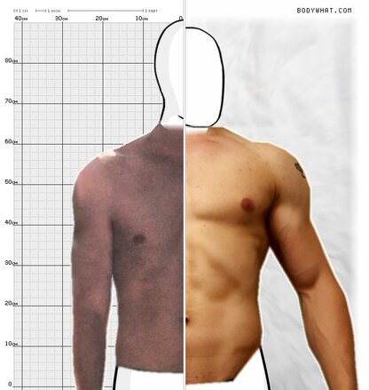 Torso Comparison