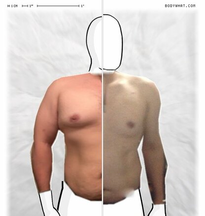Torso Comparison