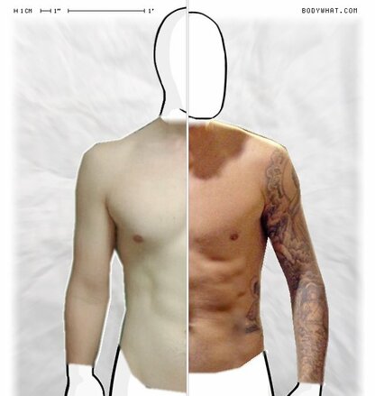 Torso Comparison