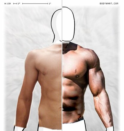 Torso Comparison