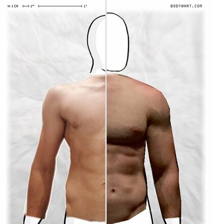 Torso Comparison