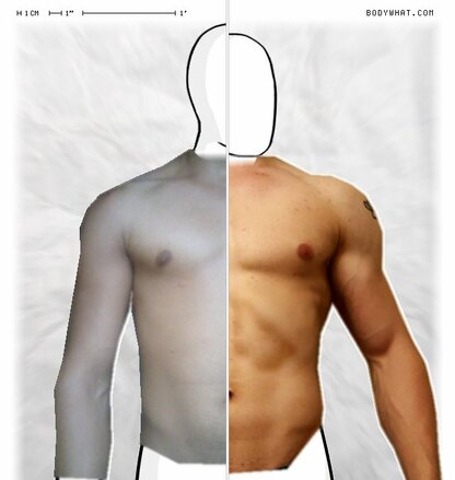 Torso Comparison
