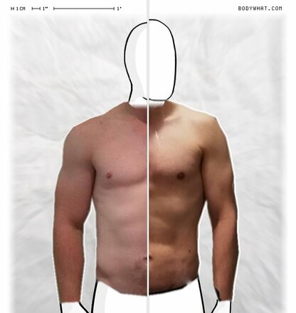 Torso Comparison