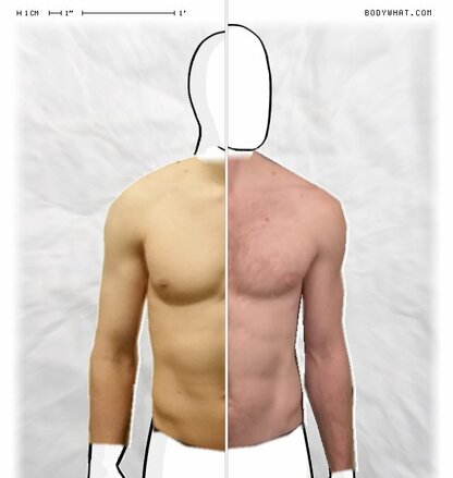 Torso Comparison