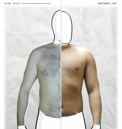 Torso Comparison