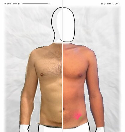 Torso Comparison