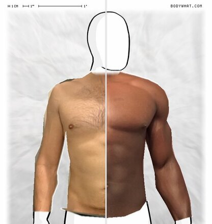 Torso Comparison