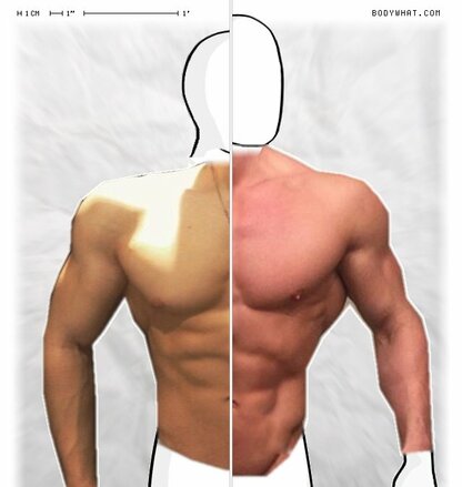 Torso Comparison