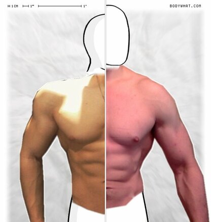 Torso Comparison