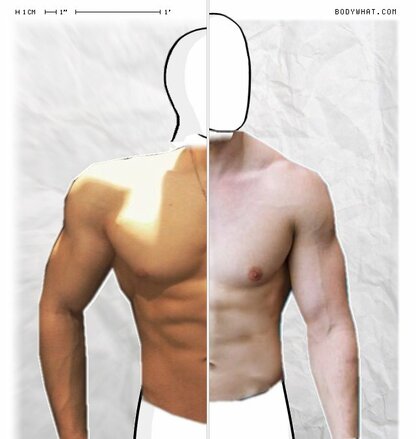 Torso Comparison