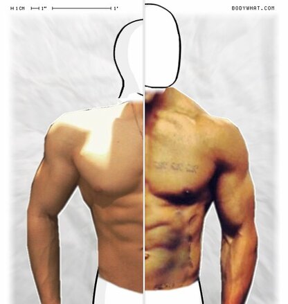 Torso Comparison