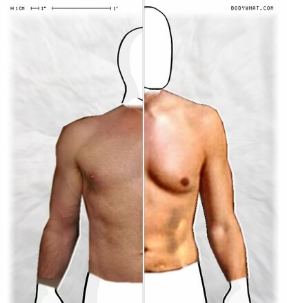 Torso Comparison