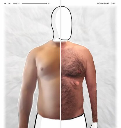 Torso Comparison