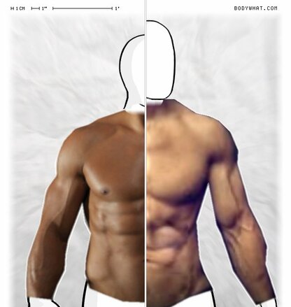 Torso Comparison