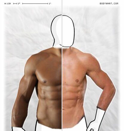 Torso Comparison