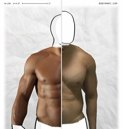 Torso Comparison