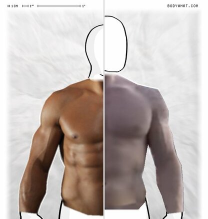 Torso Comparison