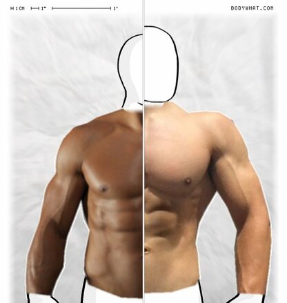 Torso Comparison