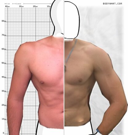 Torso Comparison