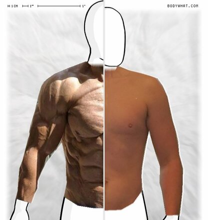 Torso Comparison