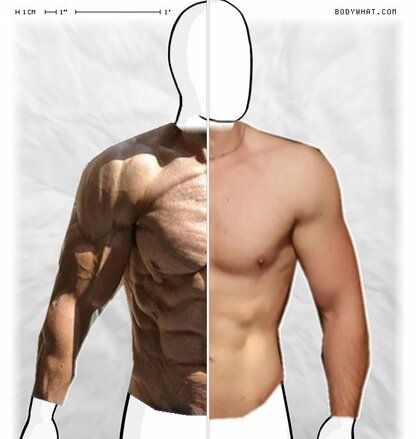 Torso Comparison