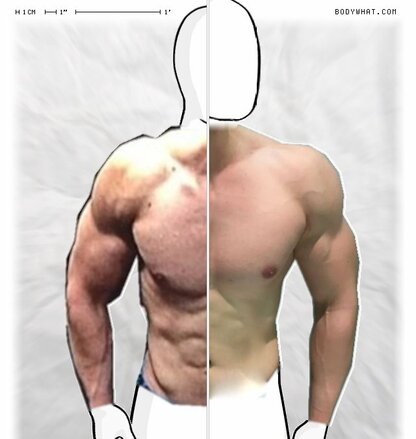 Torso Comparison