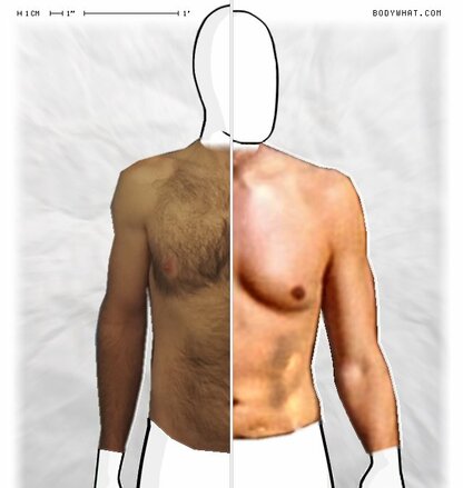 Torso Comparison