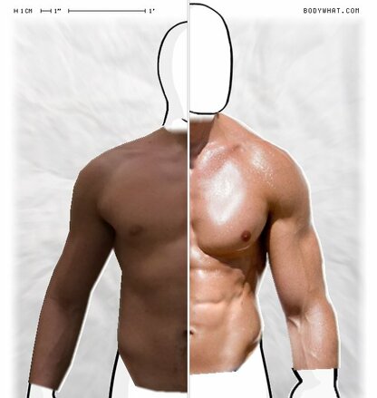 Torso Comparison