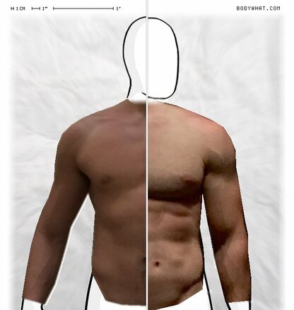 Torso Comparison