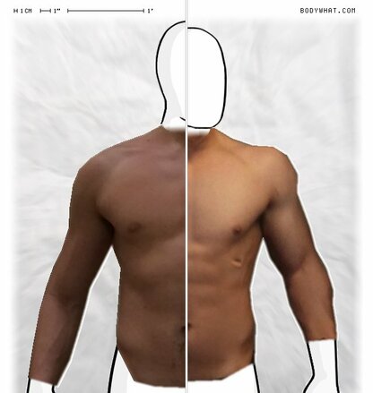 Torso Comparison