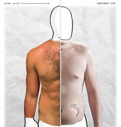 Torso Comparison