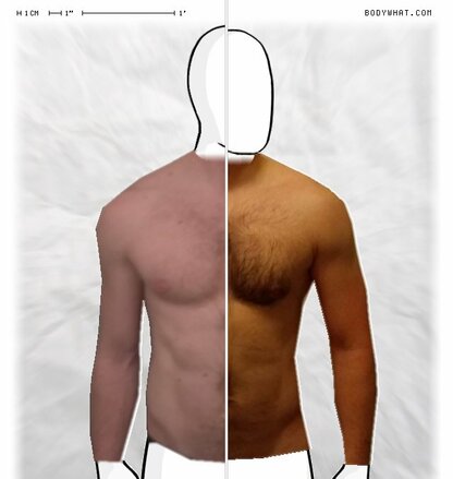 Torso Comparison