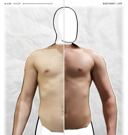 Torso Comparison