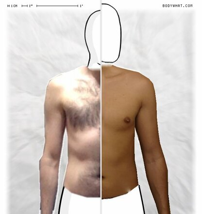 Torso Comparison