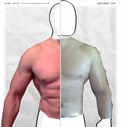 Torso Comparison