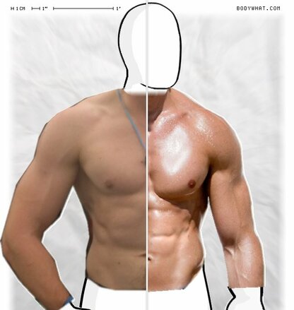 Torso Comparison