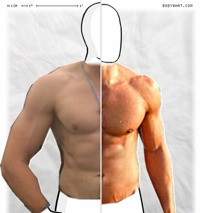 Torso Comparison